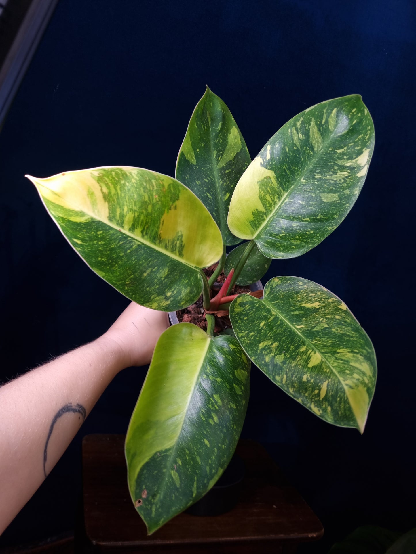 Philodendron Green Congo Marble Variegata