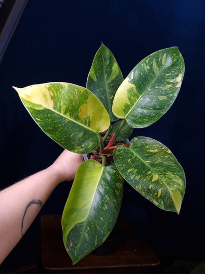 Philodendron Green Congo Marble Variegata
