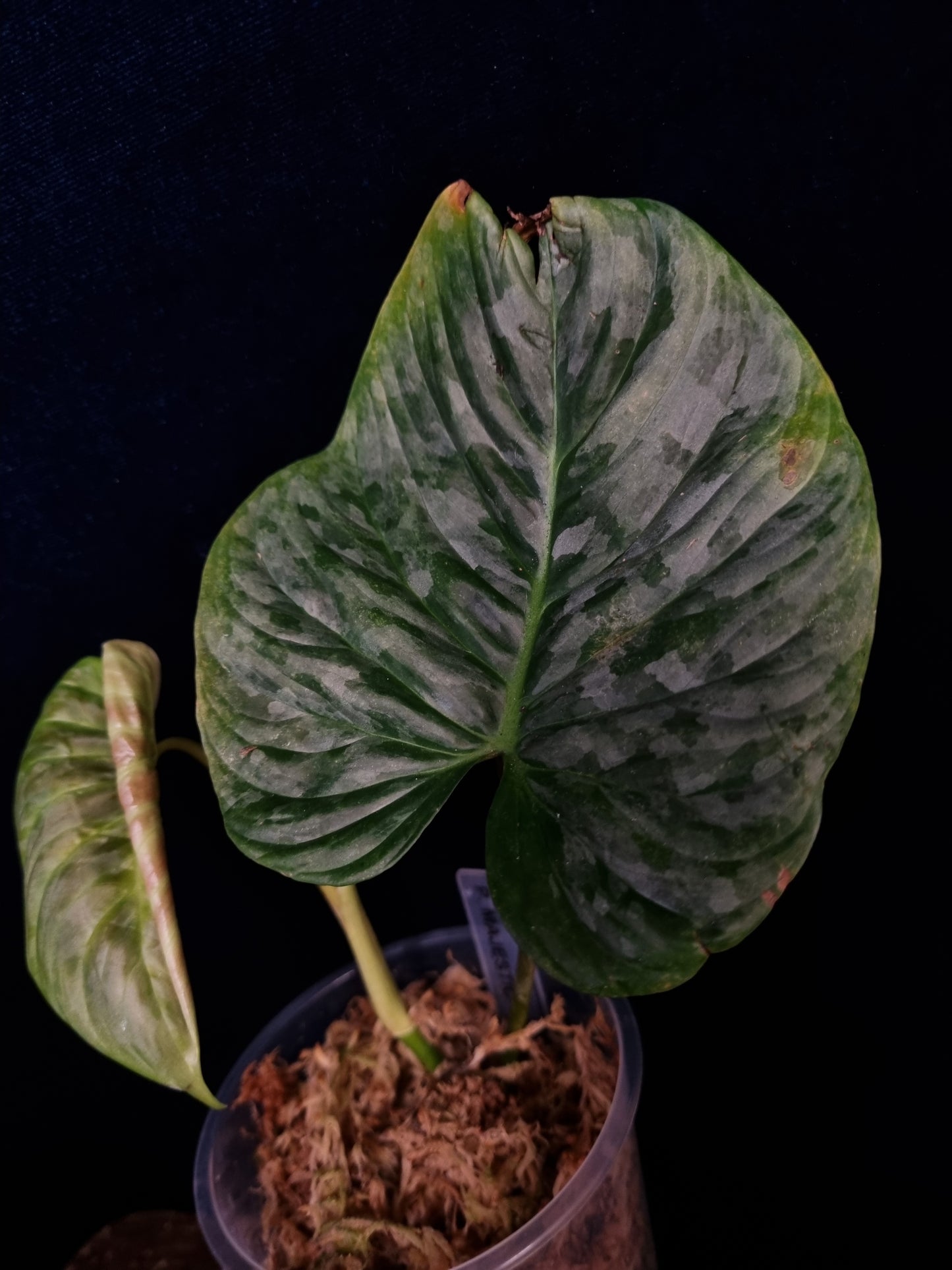 Philodendron Majestic