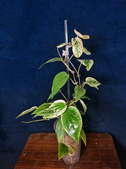 Piper Macropiper Variegata Big