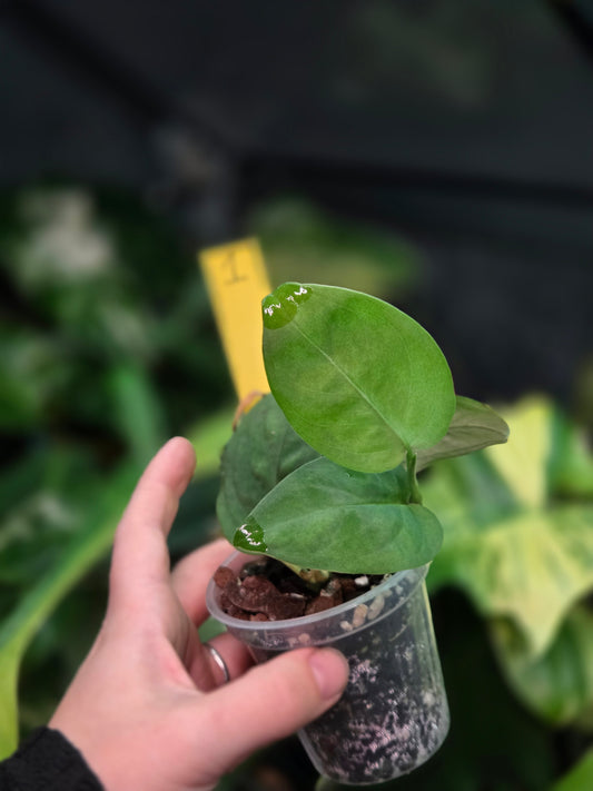 Monstera Sp.Velvet (peru)