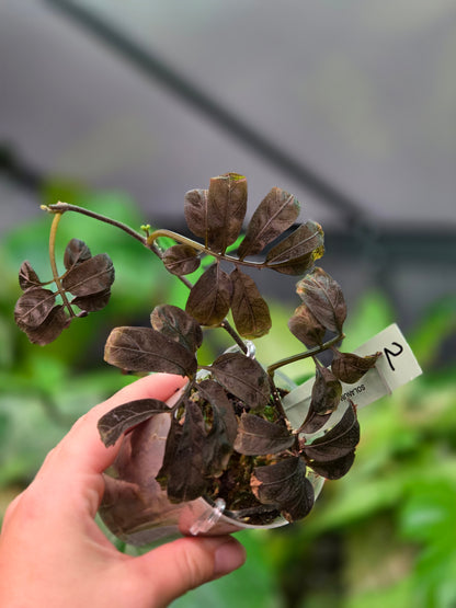 Solanum Uleanum