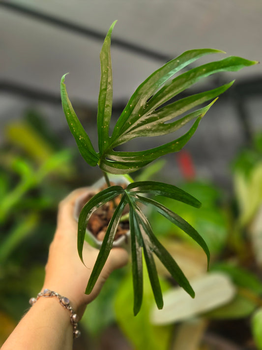 Amydrium Zippelianum