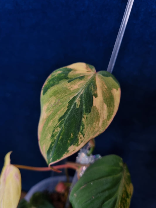 Philodendron Micans Variegata
