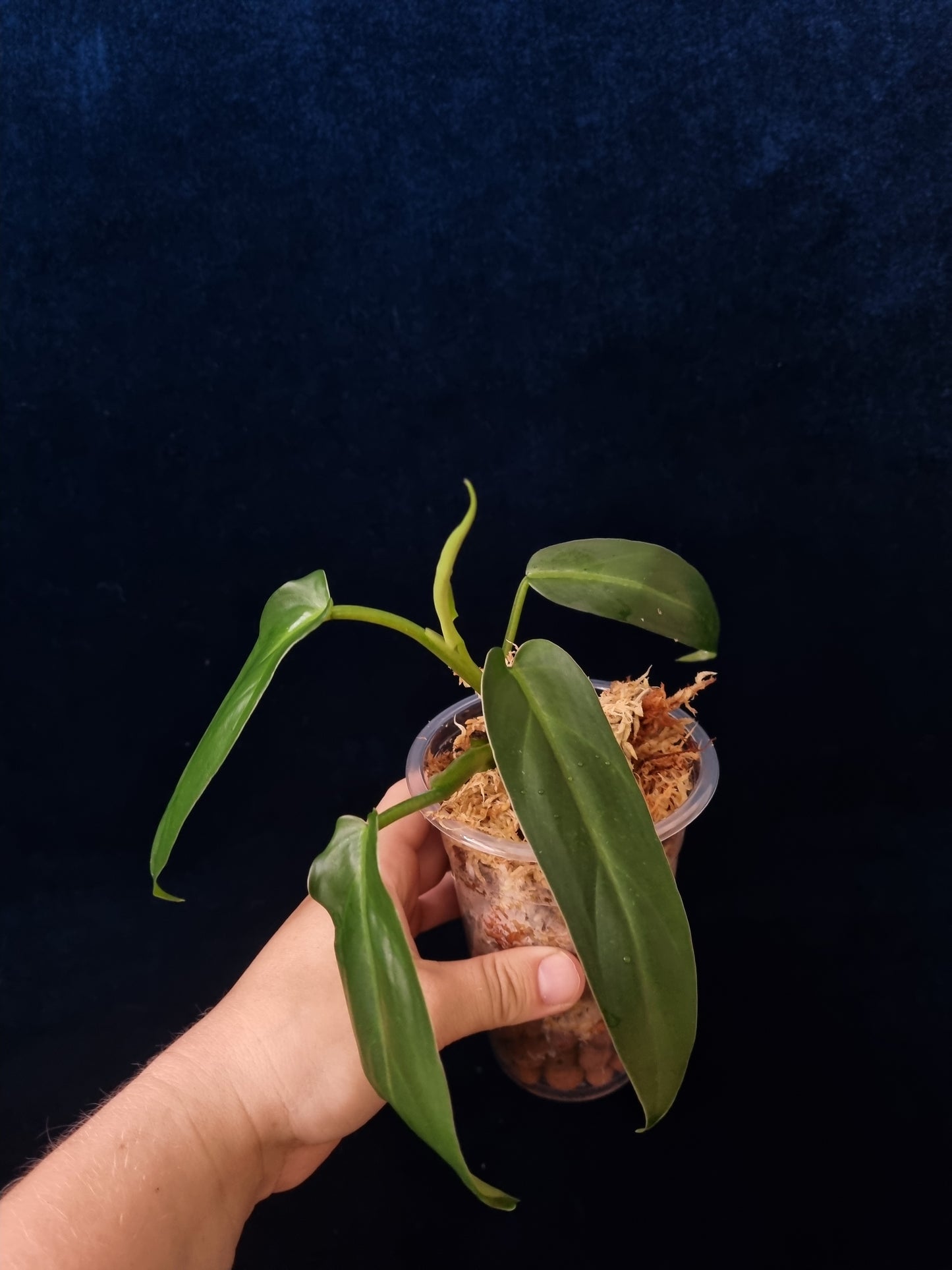 Philodendron Oxapapense Aff
