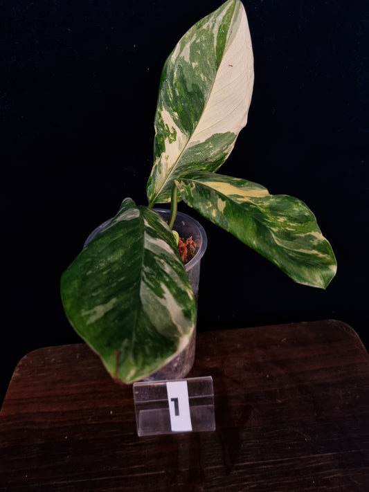 Monstera Lechleriana Variegata