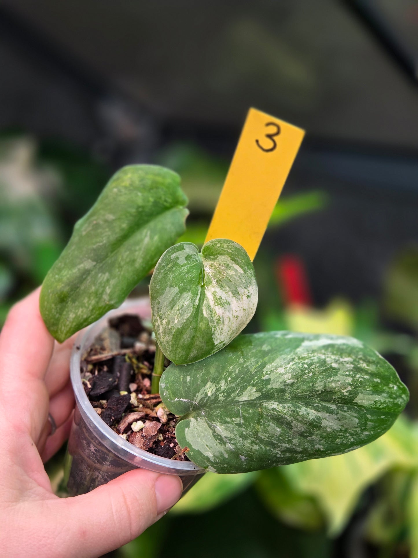 Scindapsus Halimoon Small