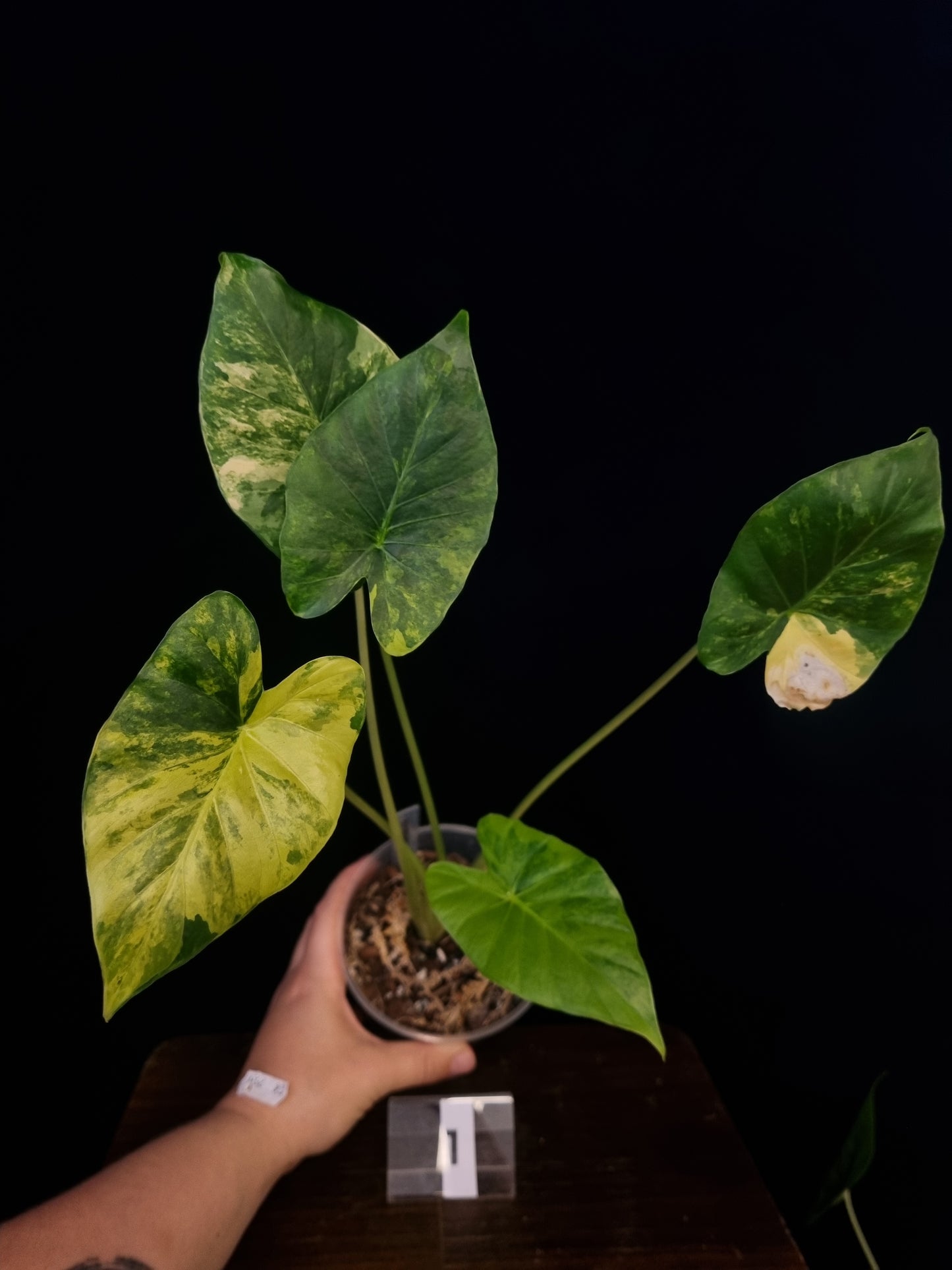 Alocasia Gageana Odora Aurea Medium