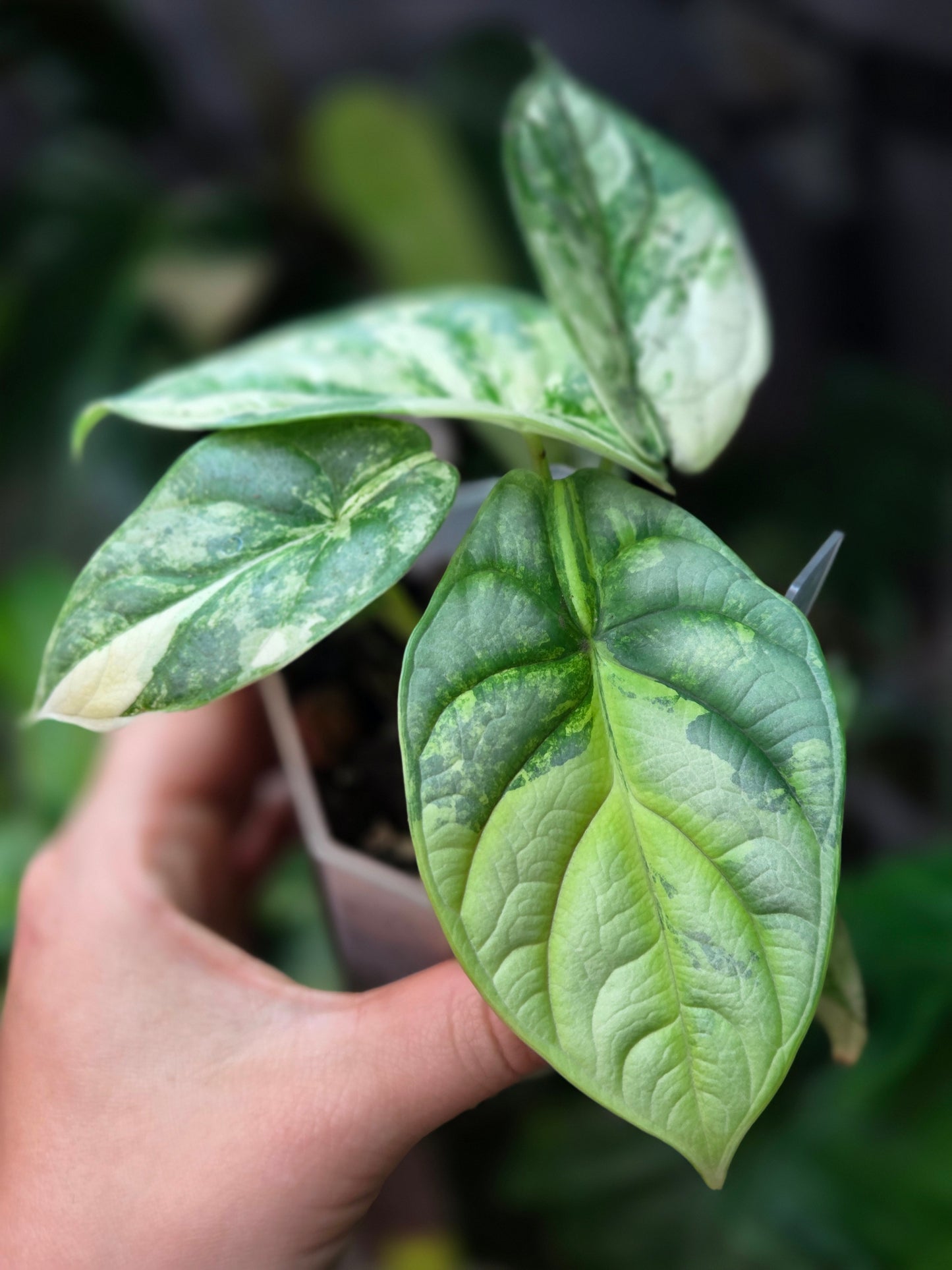 Alocasia Silver Dragon Aurea