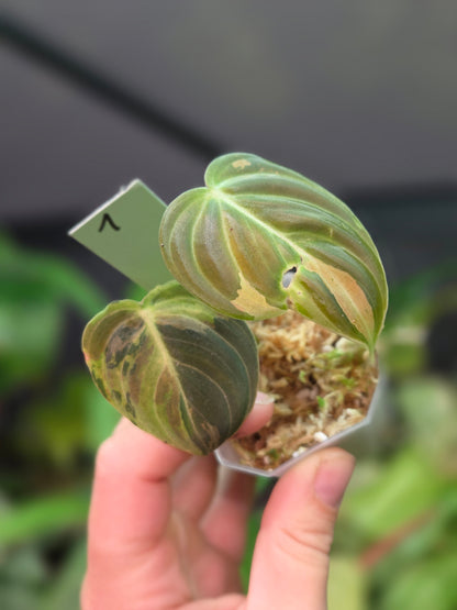 Philodendron Melanochrysum Variegata