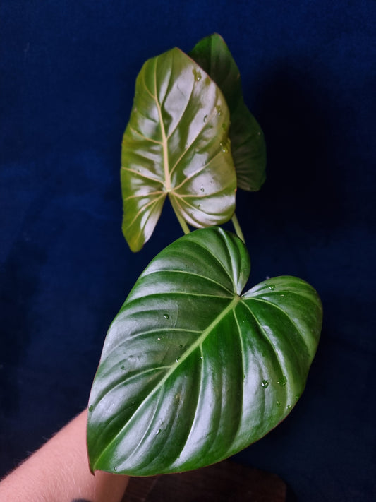 Philodendron Summer Glory