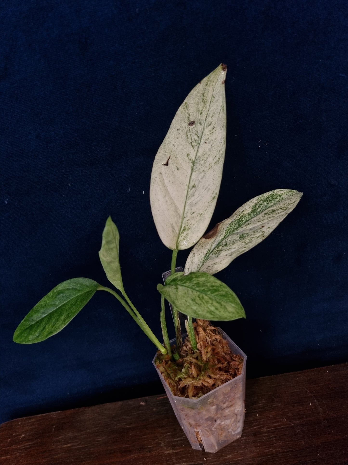 Monstera Laniata Mint