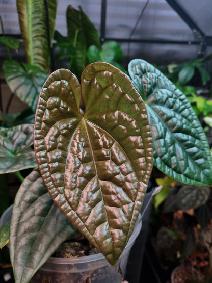 Anthurium Luxurians