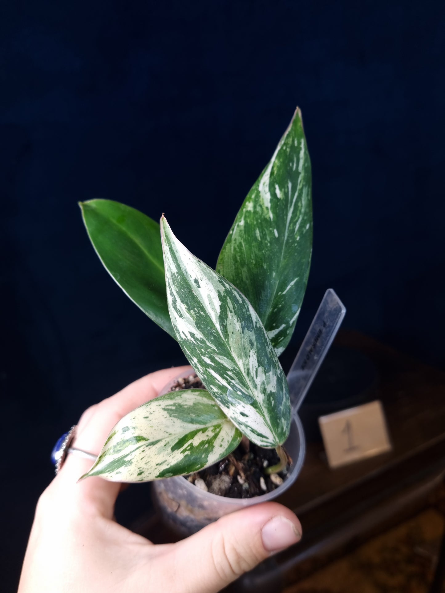 Philodendron Emerald Ice Small