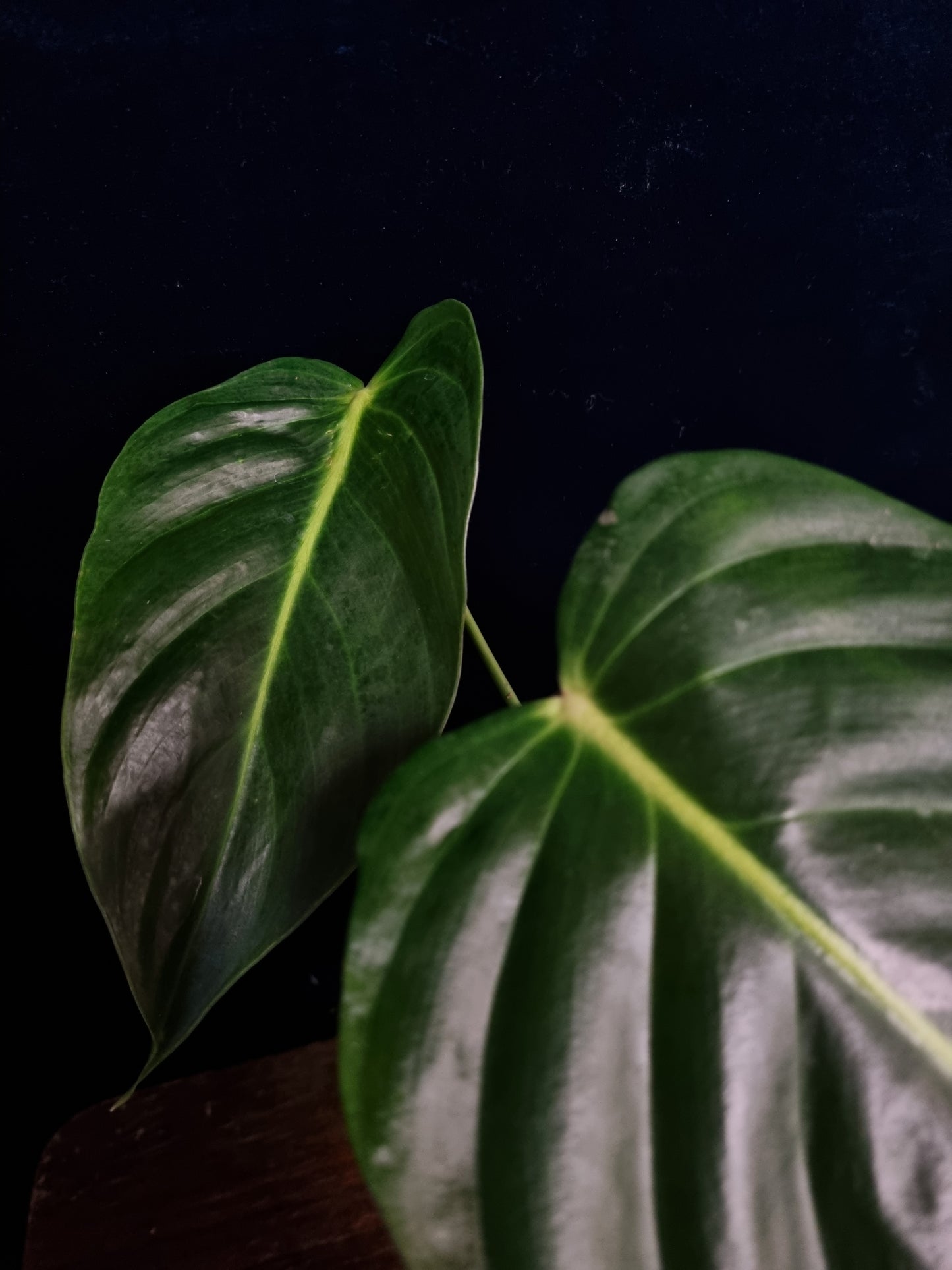 Philodendron Esmeraldense