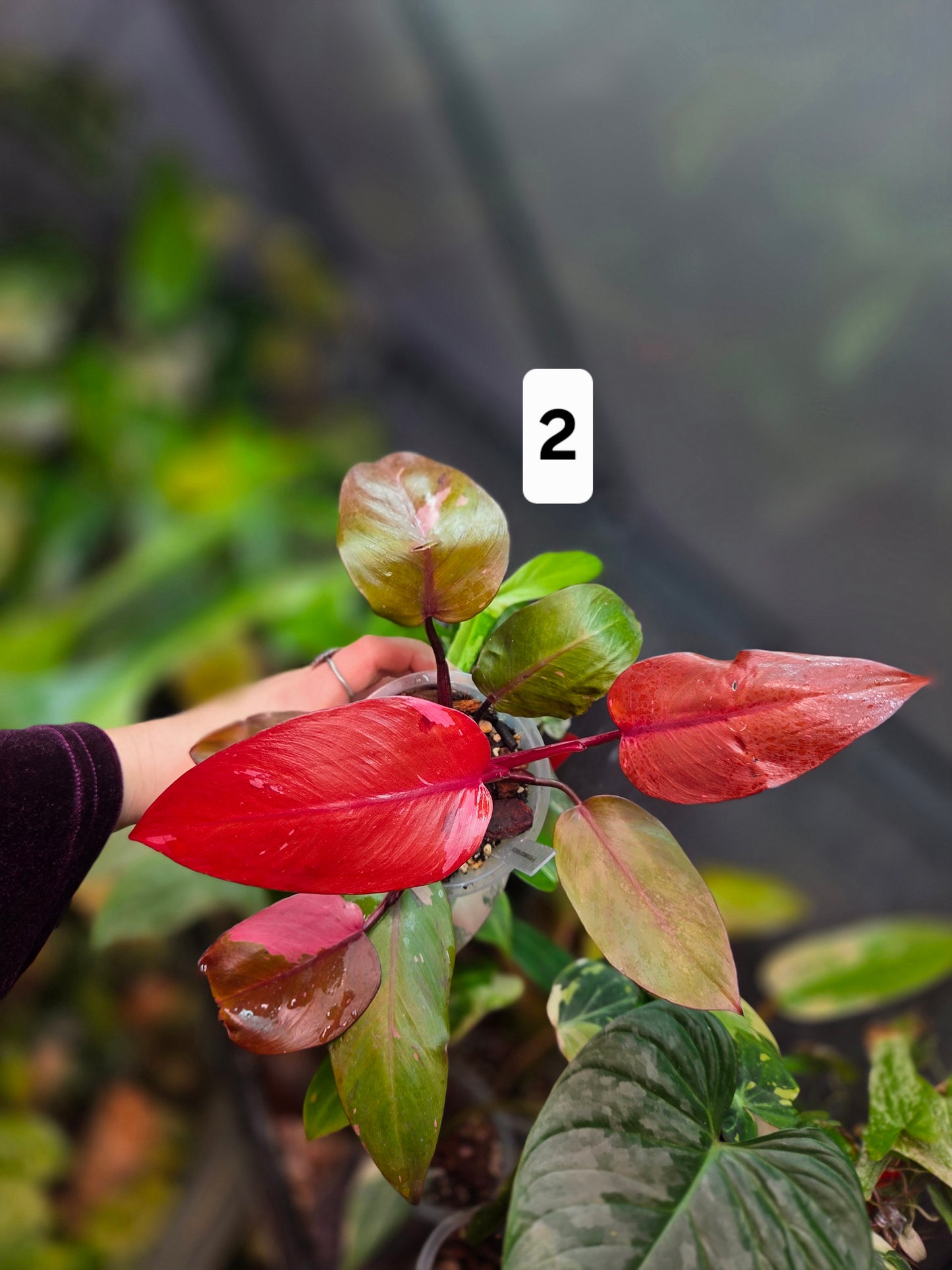 Philodendron Persimmon Princess