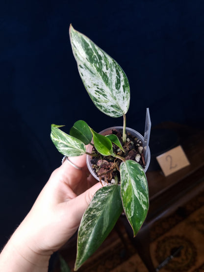 Philodendron Emerald Ice Small