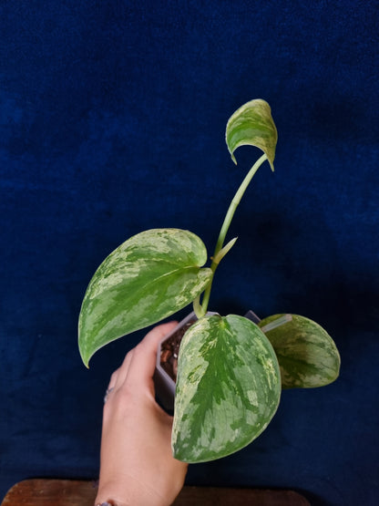 Scindapsus Silver Knight Variegata