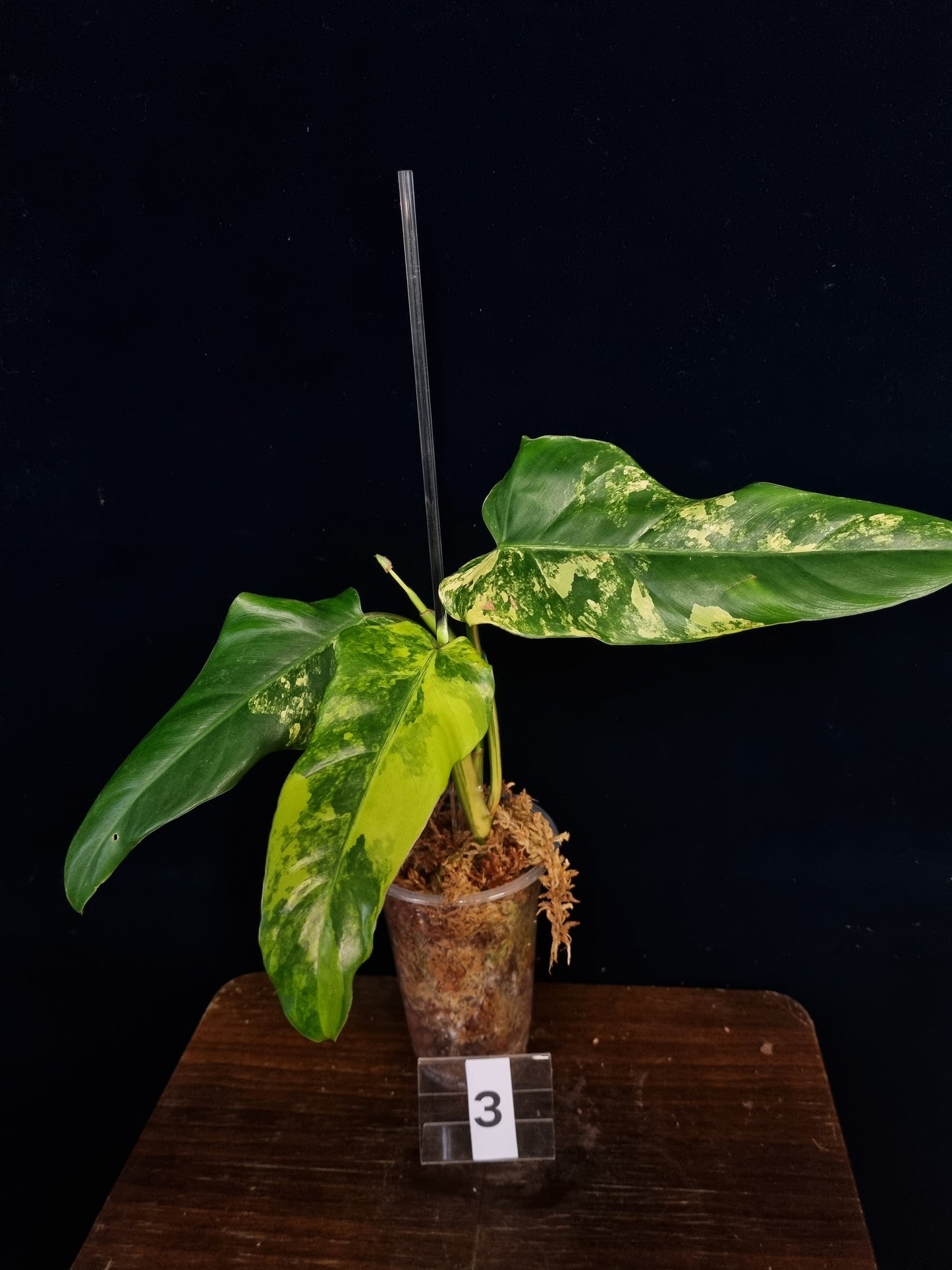 Philodendron Domesticum Variegata