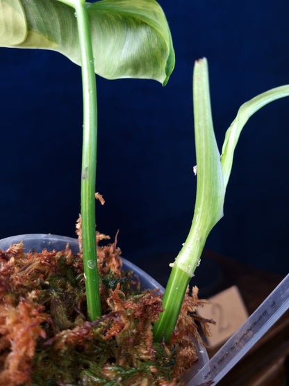 Philodendron Bipennifolium Variegata