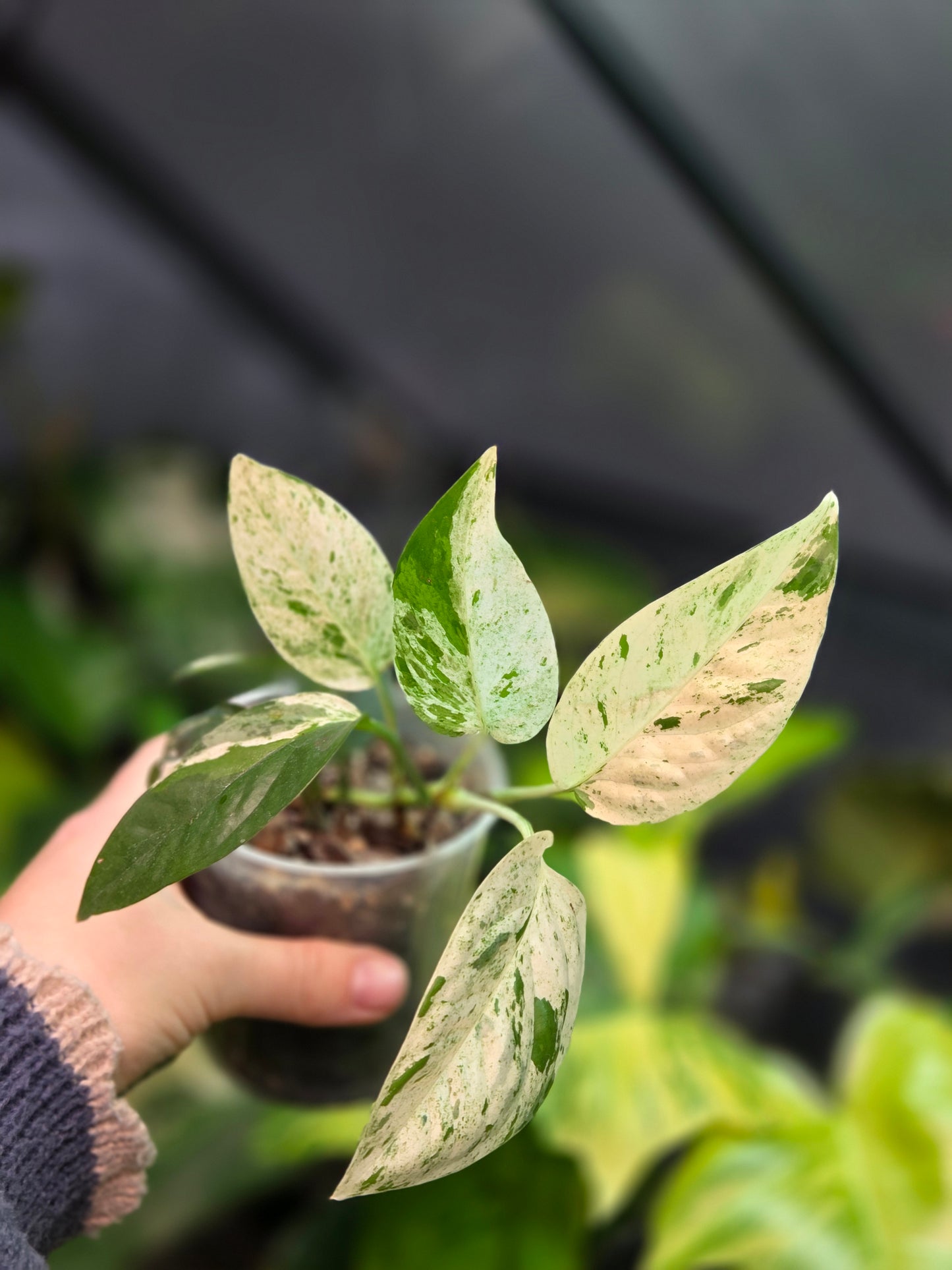 Epipremnum Pinnatum Marble