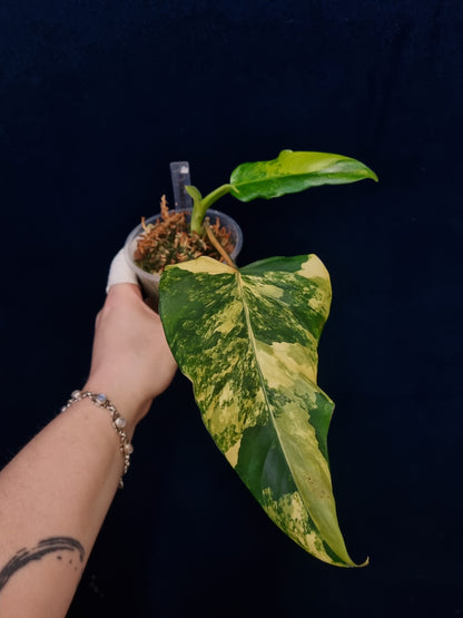 Philodendron Domesticum Variegata