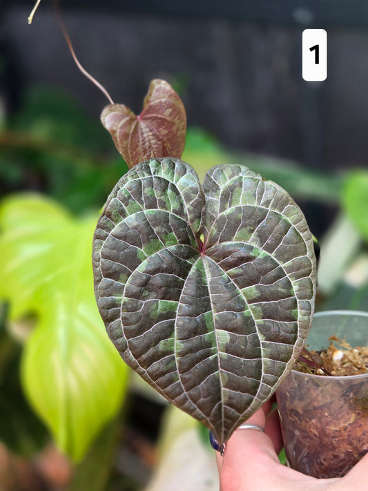Dioscorea Discolor