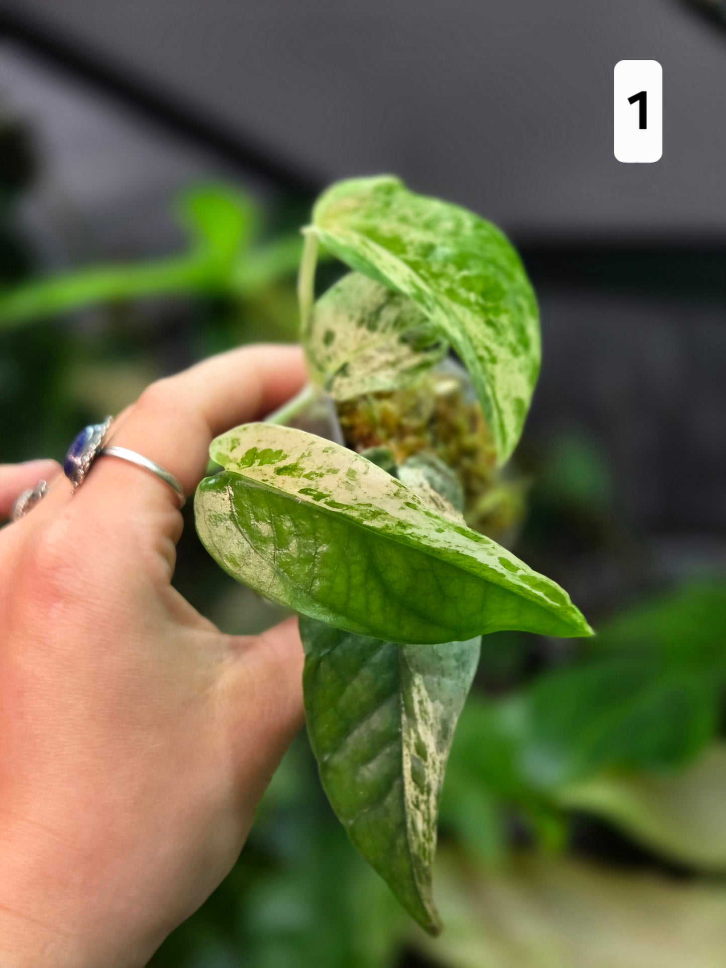 Epipremnum Pinnatum Cebu Blue Variegata