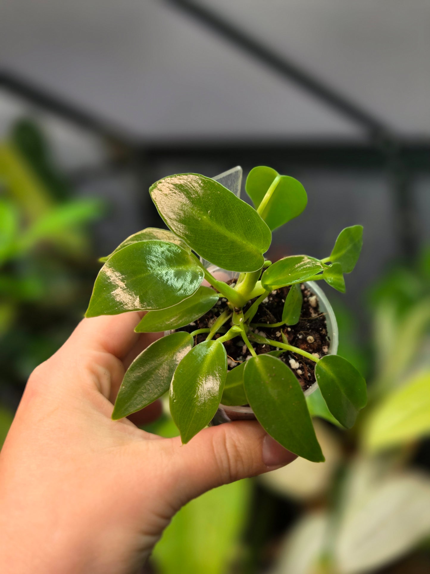 Philodendron Corovadensis