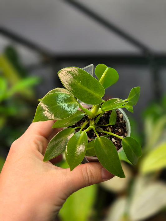 Philodendron Corovadensis