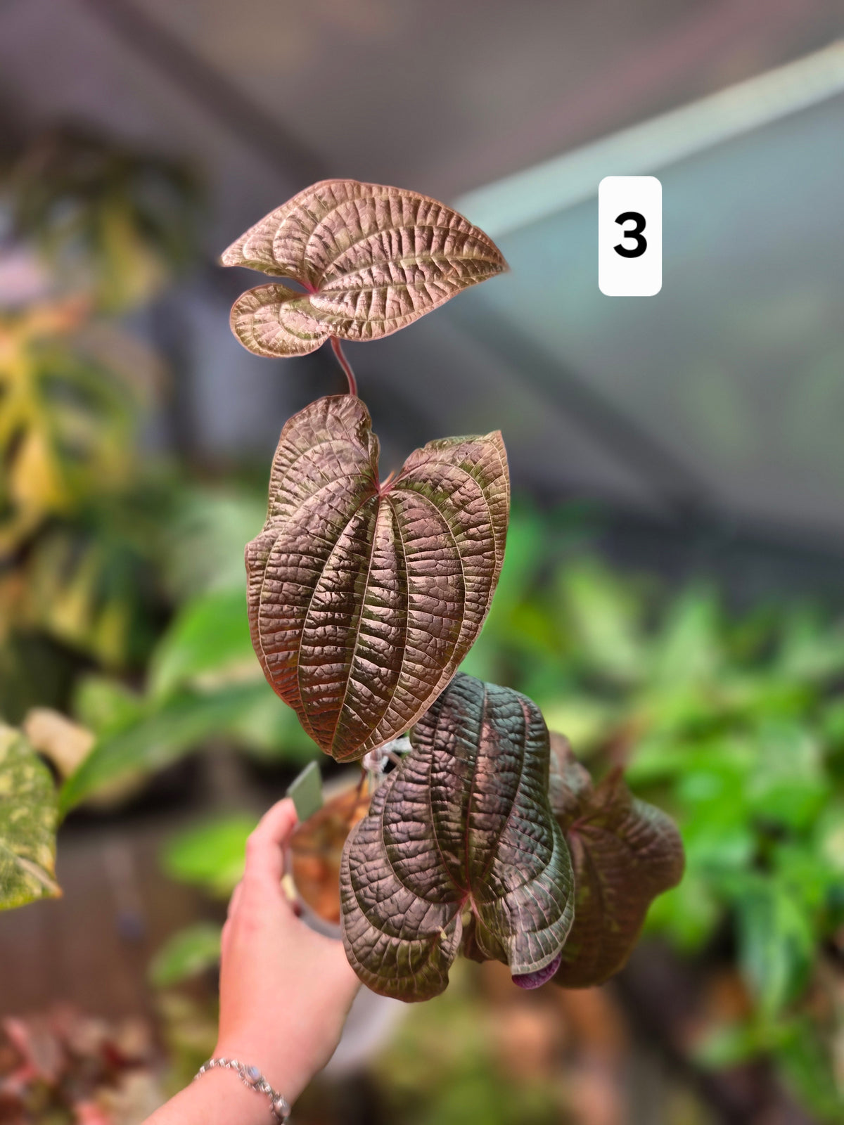 Dioscorea Discolor - Large