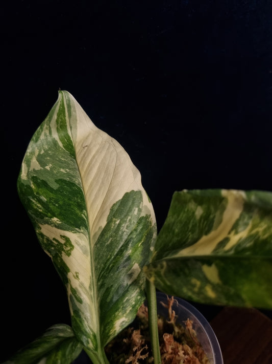 Monstera Lechleriana Variegata