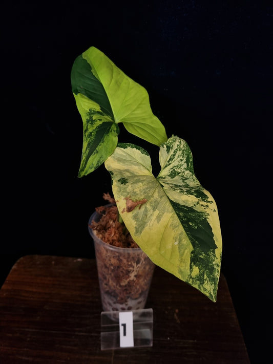 Syngonium Aurea