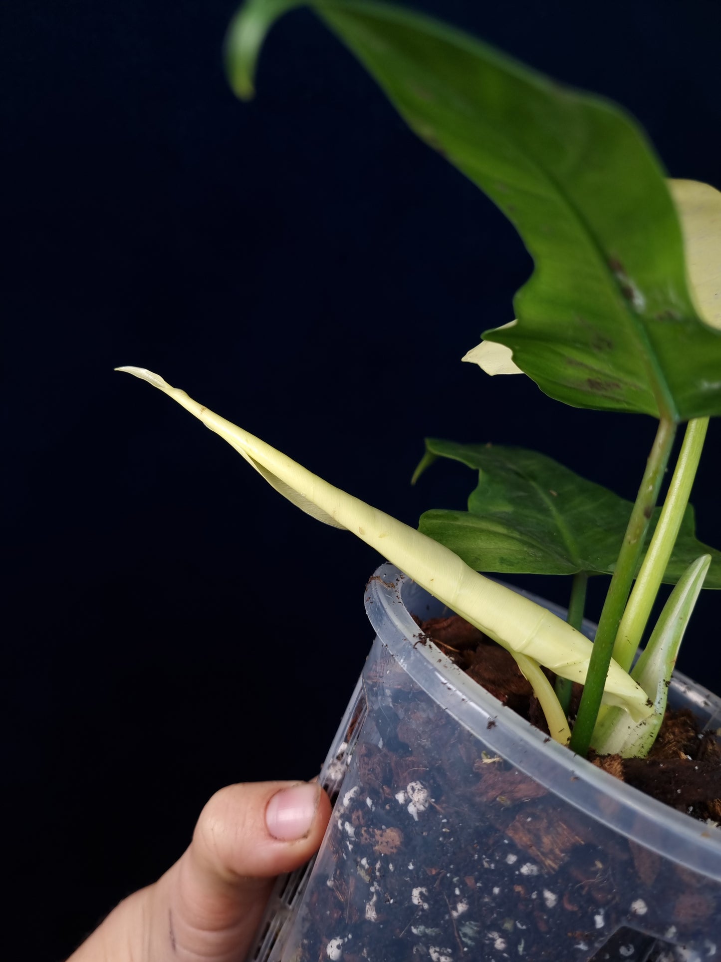 Philodendron Golden Dragon Mint