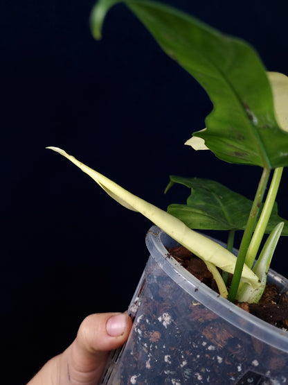 Philodendron Golden Dragon Mint