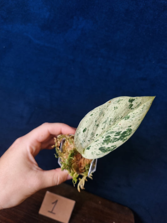 Scindapsus Jade Satin Marble Queen Small