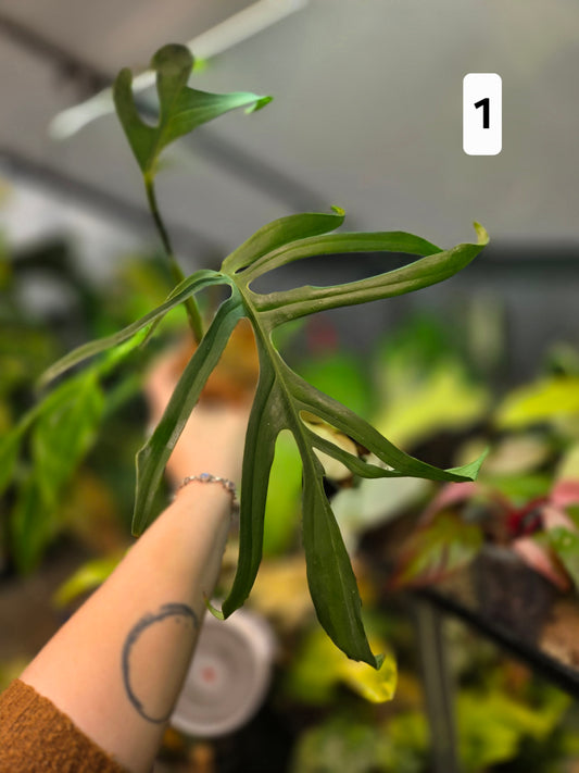 Monstera Croatii