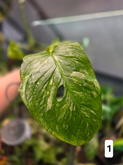 Monstera Obliqua Mayuna Variegata