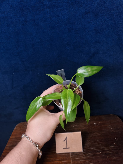 Philodendron Corovadensis