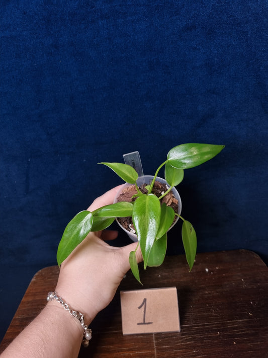 Philodendron Corovadensis