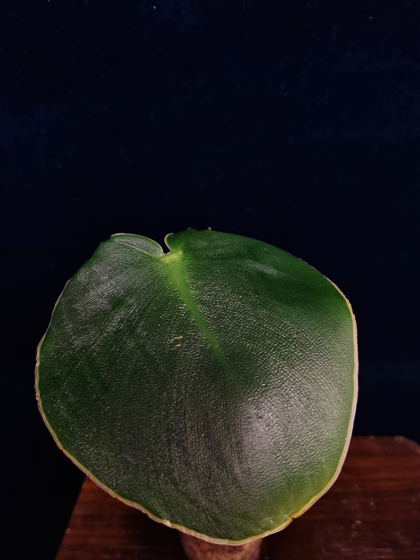 Philodendron Rugosum