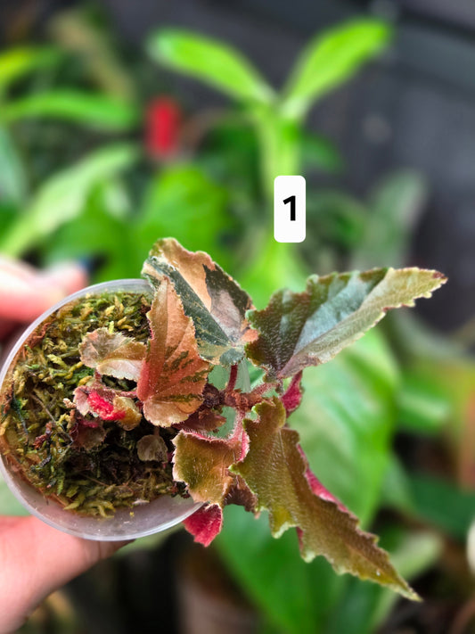 BegonIa Ginny Galaxy