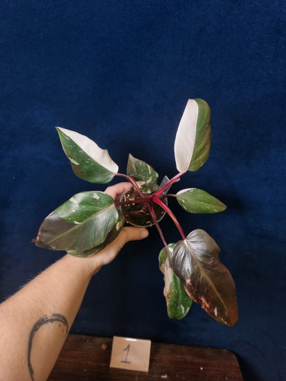 Philodendron Red Anderson High Variegation