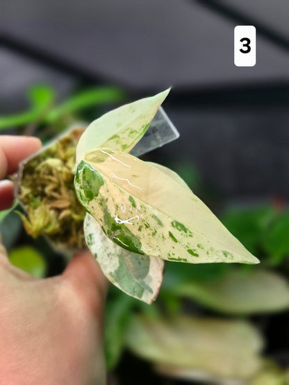 Epipremnum Pinnatum Cebu Blue Variegata