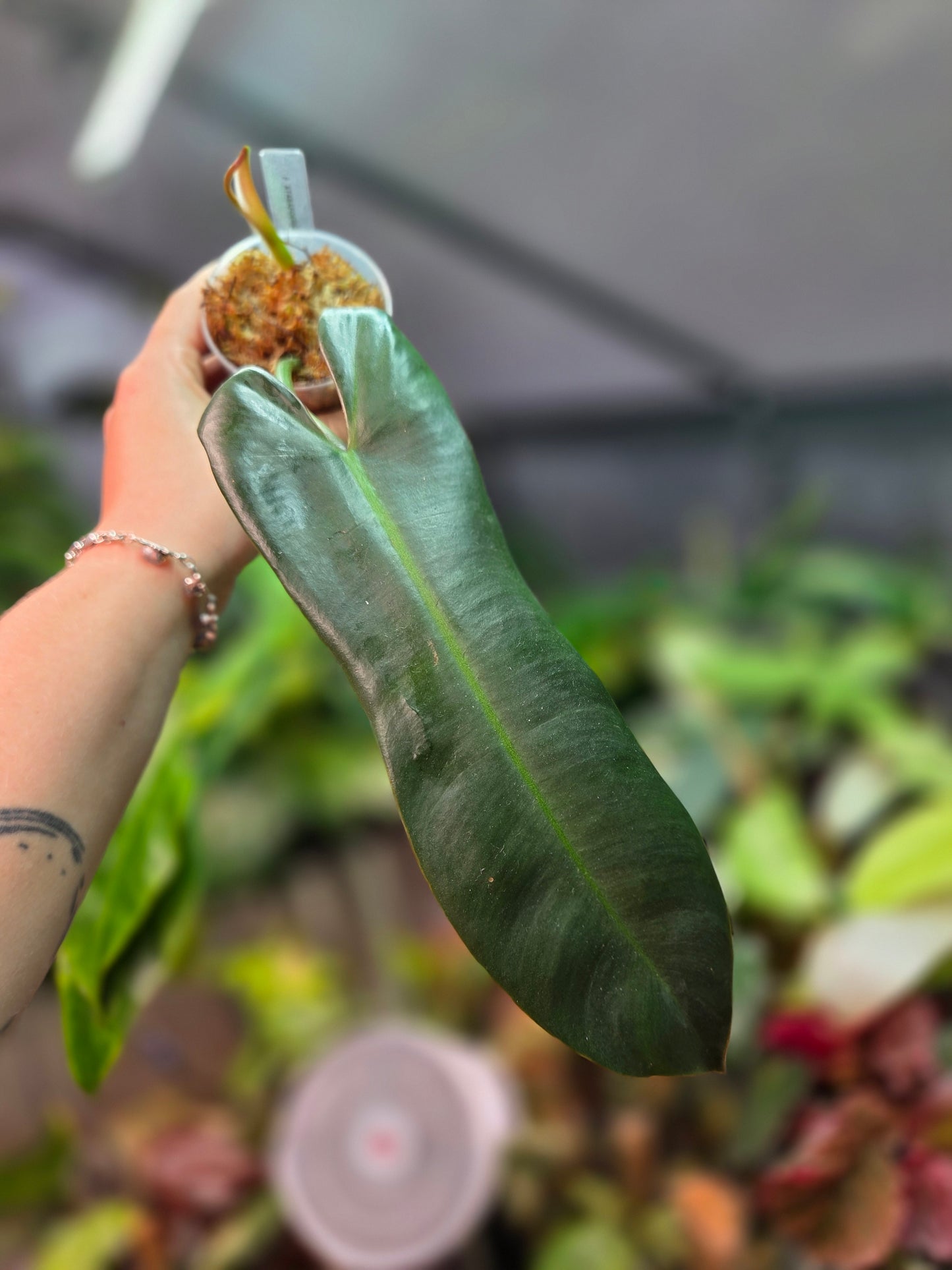 Philodendron Atabapoense