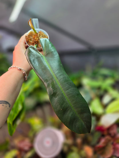 Philodendron Atabapoense