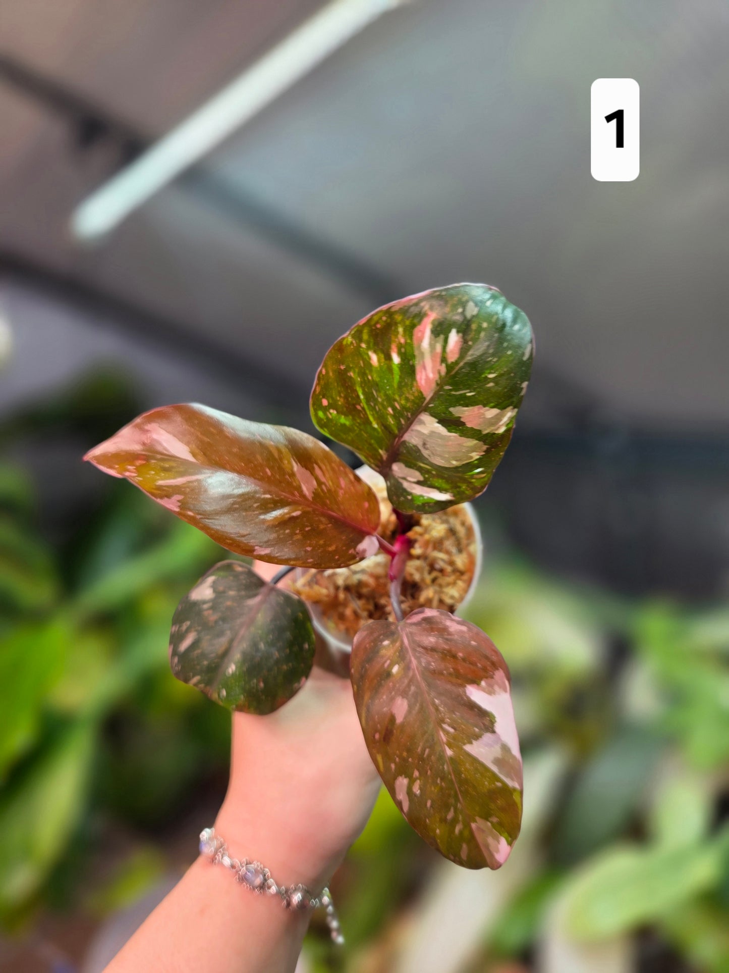 Philodendron Red Anderson