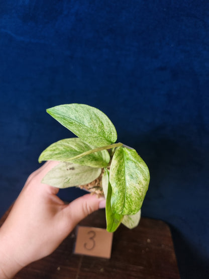 Monstera Laniata Mint
