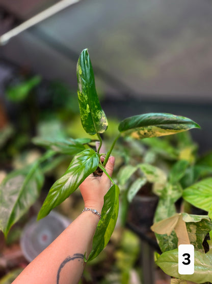Philodendron Domesticum Variegata