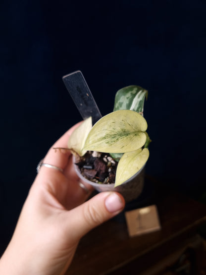 Scindapsus Mayari Mint